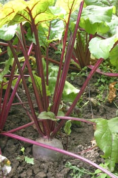 Beetroot 1