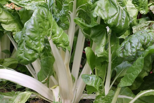 Chard