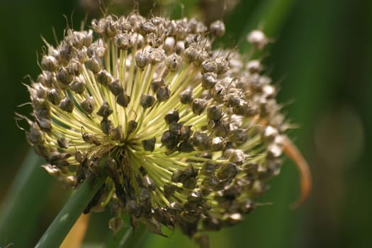 Spring onion