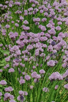 Chives Blossom 2