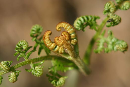 Worm fern 2