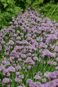 Chives Blossom 1