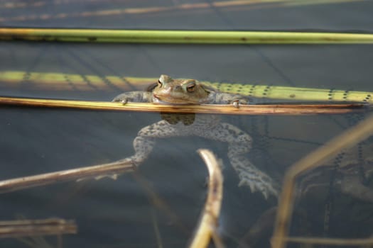 Toad with spawn