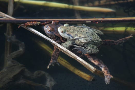 Toad Decker