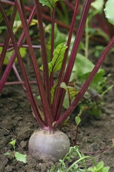 Beetroot 2