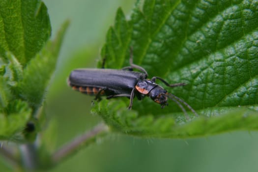 Soldier beetle