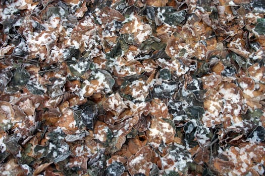 Ice foliage