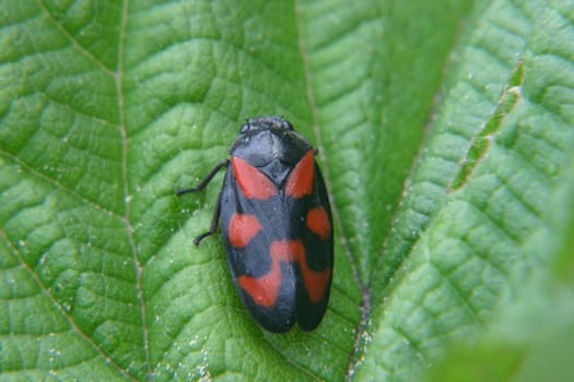 Blood-spotted cicada