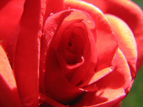 I tested the 0cm macro shot on this rose.