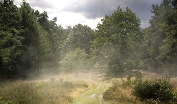 Haze after heavy rain in the heath.