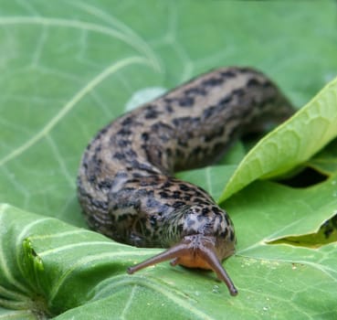 The length of this panther-patterned snail is almost 15 cm.