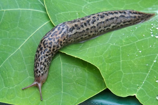 patterned snail