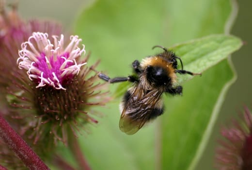 Bumblebee lunge