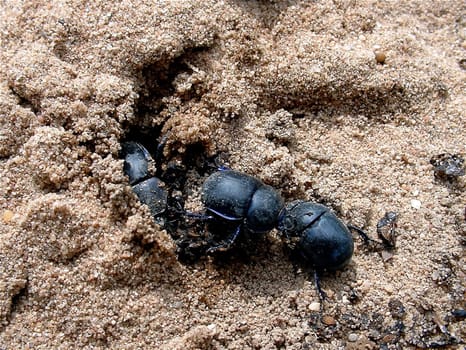 Dung beetles in front of the entrance to their "cave"""