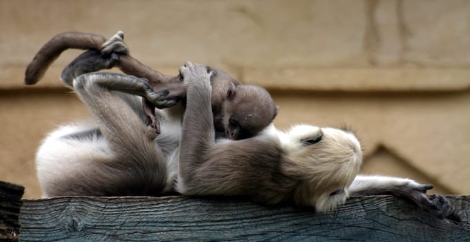 Play lesson with mom
