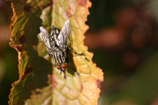 A grey meat fly is sunbathing - yes,hard to believe,but we actually had SUN today!!!