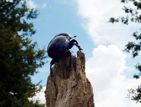 A dung beetle on its way up -)