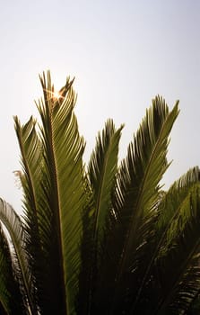 Under palm trees