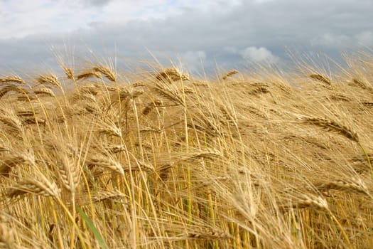 It's rushing with the harvest...