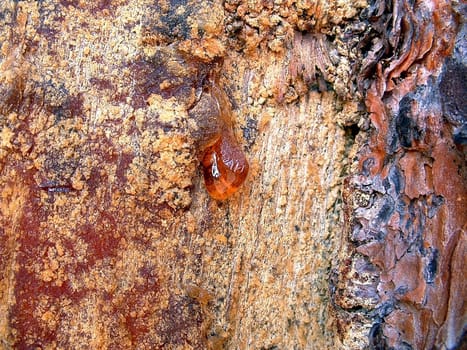 Resin