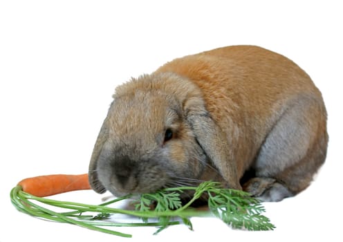 Glutton