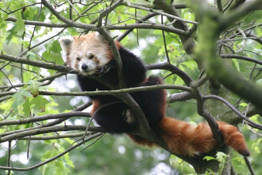 Red panda