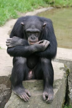 Stubborn monkey