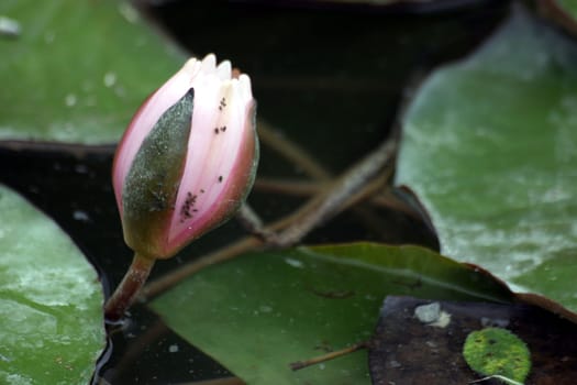 Water lily bud