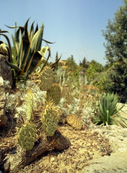 Cactus landscape
