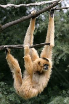 Blonde gibbon