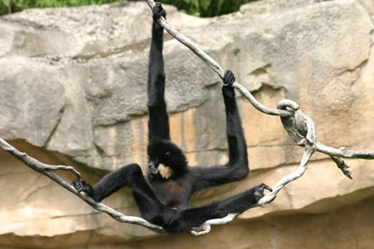 Blacky