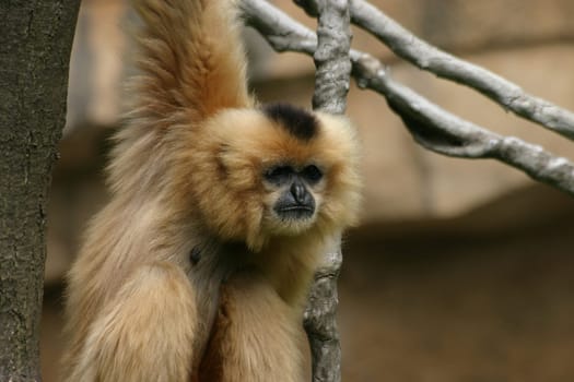 Curious monkey