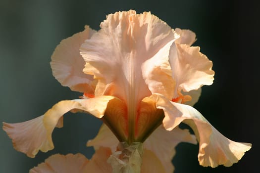 Bearded iris