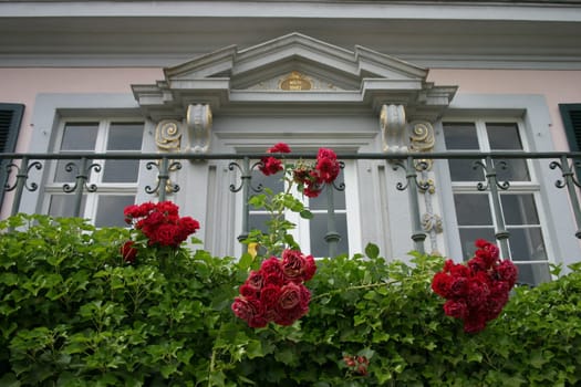 Entwined with roses