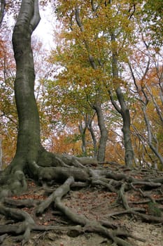 Firmly rooted...