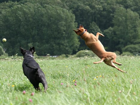 or I'll get him doooooch..... not...
