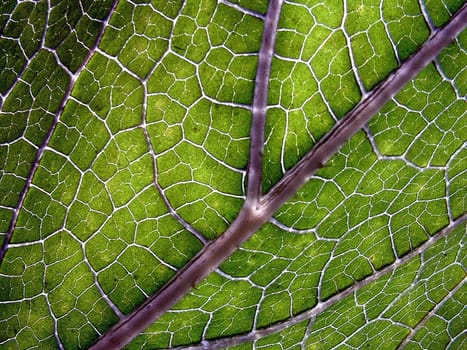 The leaf