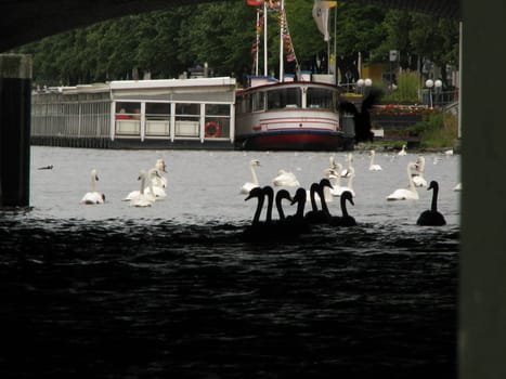 A small series of swans and geese.