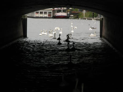 A small swan and geese series.