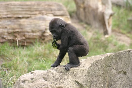 Baby Gorilla
