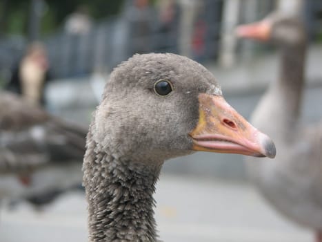 A small series of swans and geese.