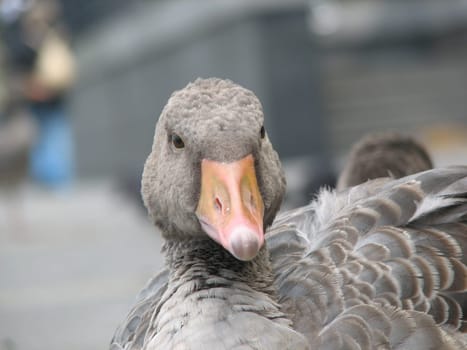 A small series of swans and geese.