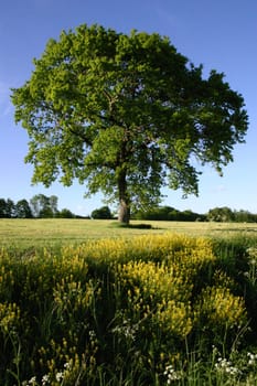 Lonely beech tree