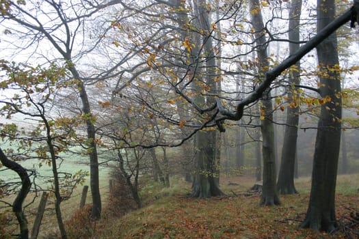 Autumn forest