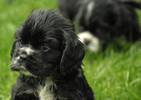 5 weeks old