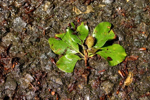 Beech leaf