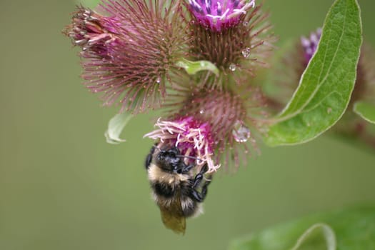 Wet bumblebee