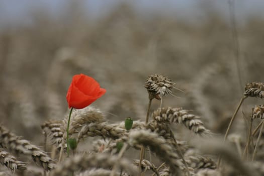 Poppy seeds in the wheat field