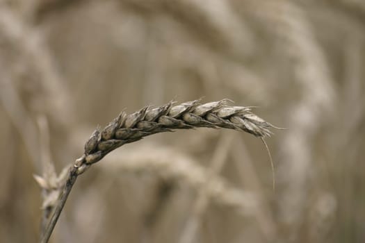 Crop failure 2005