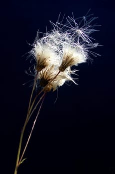 With the wind
